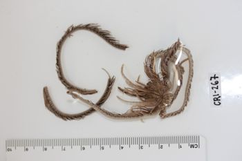 Media type: image;   Invertebrate Zoology CRI-267 Description: Preserved specimen.;